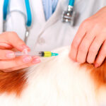 A importância da Vacinação Para a Saúde do Seu Pet